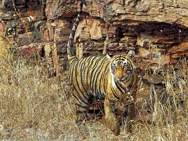 மூன்றில் ஒரு பங்கு
