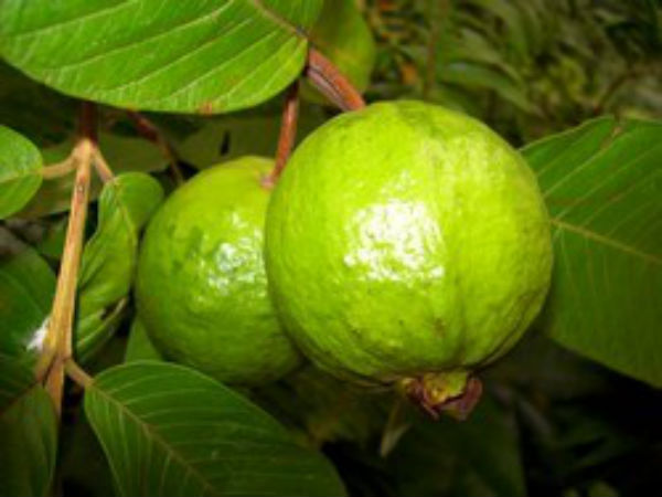 கொய்யா இலைகள் மற்றும் நீரிழிவு நோய்
