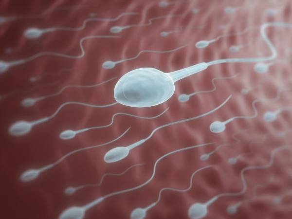விந்தணு இயக்கம் சிறப்பாக இருக்கும்