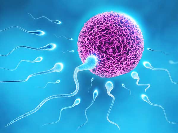 விந்தணுக்களின் எண்ணிக்கை அதிகரிப்பு