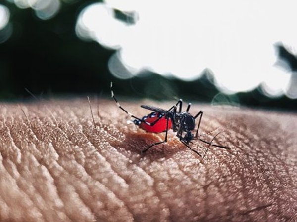 டெங்கு குறித்த பிற முக்கிய விஷயங்கள்...