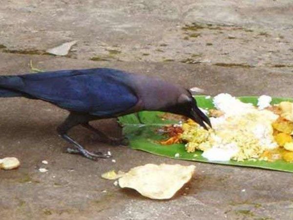 விலங்குகளுக்கு உணவளிக்கவும்