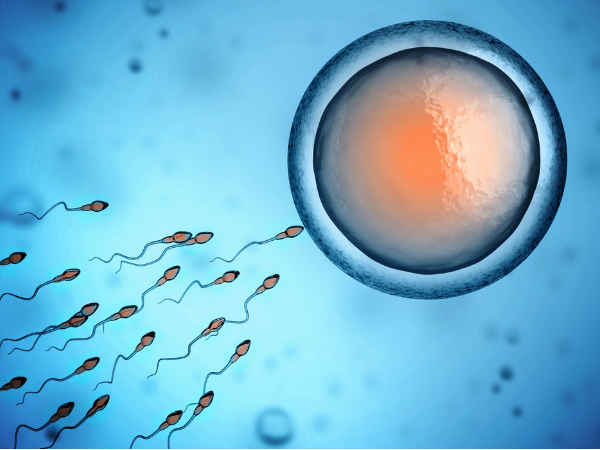 விந்து வெளியான பிறகு சிறிது காலம் மட்டுமே வாழ முடியும்