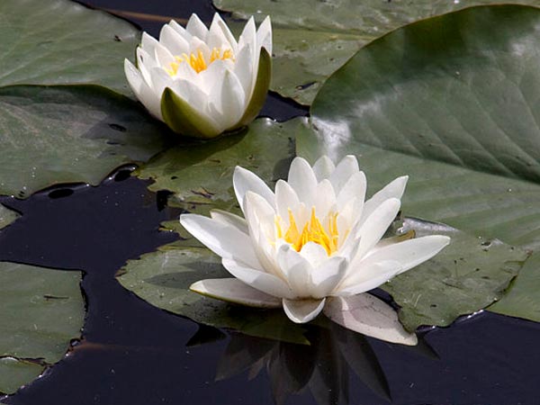 வெள்ளை நிற பூக்கள்
