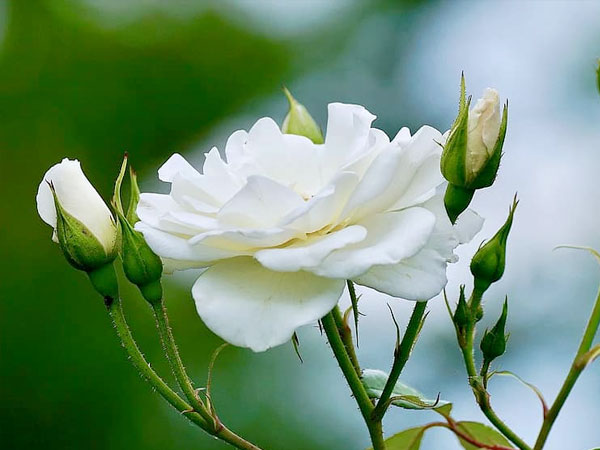 வெள்ளை