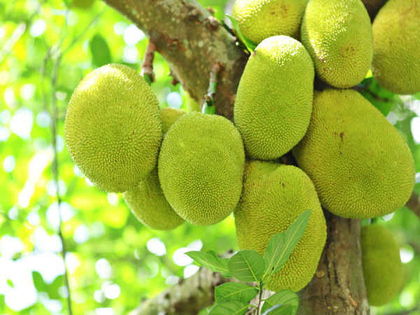 அரிசி அல்லது கோதுமை மாவை விட சிறந்தது