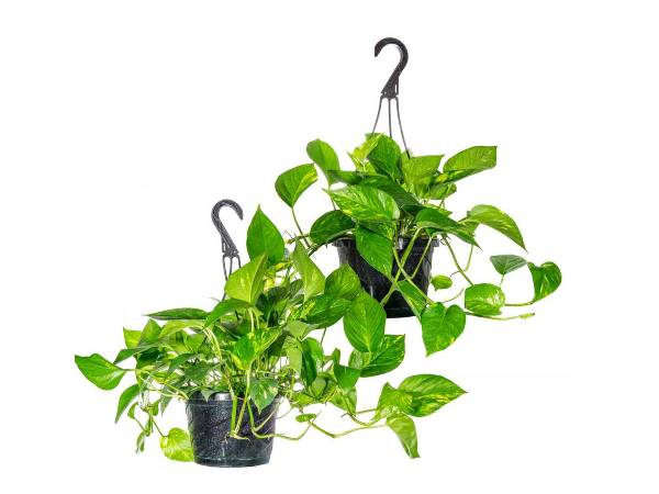 3. போத்தோஸ் (Pothos)
