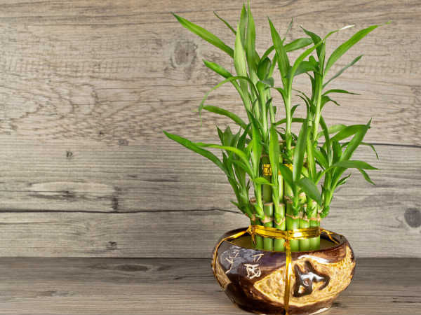 8. மூங்கில் (Bamboo)