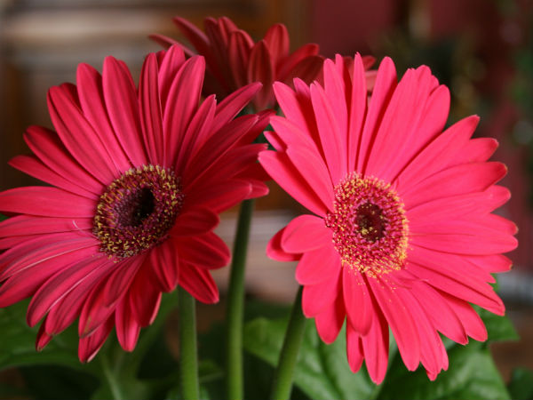 9. கொ்பெரா டெய்சி (Gerbera Daisy)