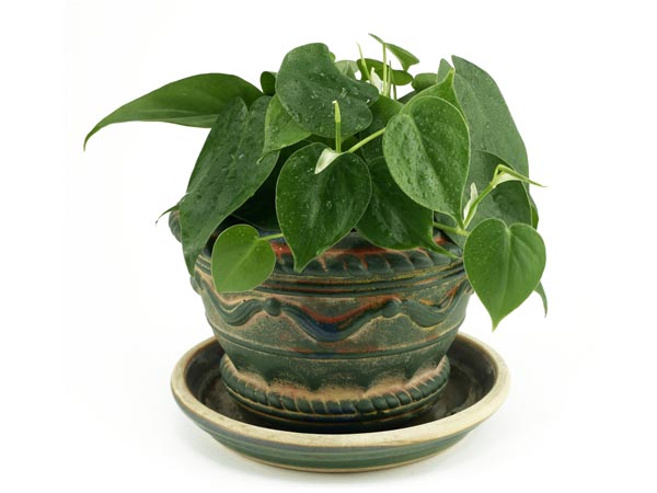1. ஃபிலோடென்ட்ரான் (Philodendron)