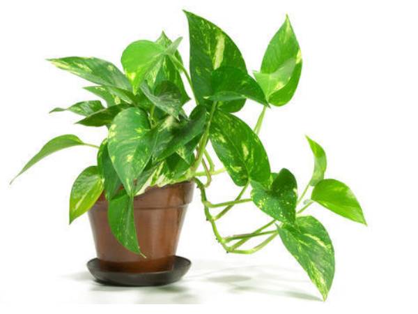பண மரம்