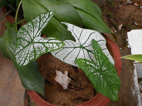 4. கலாடியும் (Caladium)