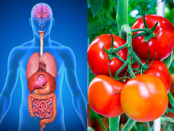 தினமும் காலையில் எழுந்ததும் வெறும் வயிற்றில் தக்காளியை சாப்பிடுவதால் பெறும் நன்மைகள்!