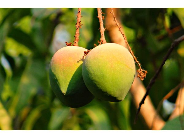 மாங்காய்