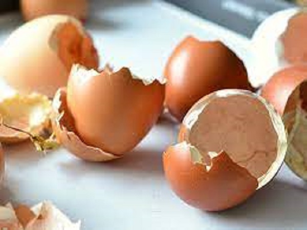 முட்டையை சுற்றி பறவையின் எச்சம் இருக்கிறதா?