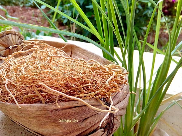குஸ் மற்றும் குஸ் குஸ் இடையே உள்ள வேறுபாடு