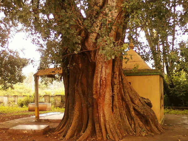 பித்ரு தோஷம் நீங்குவதற்கு...
