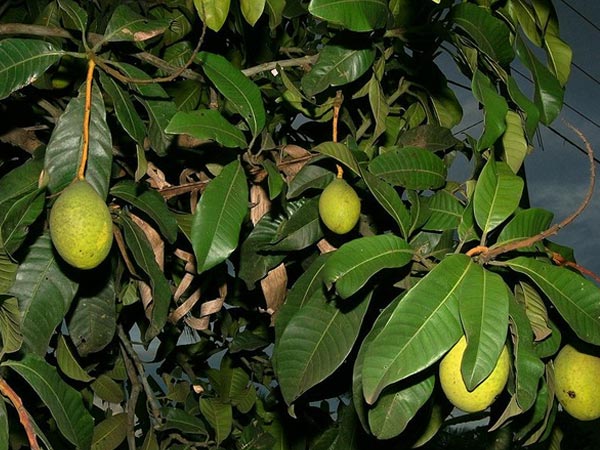 நோய்களை தடுக்கும்
