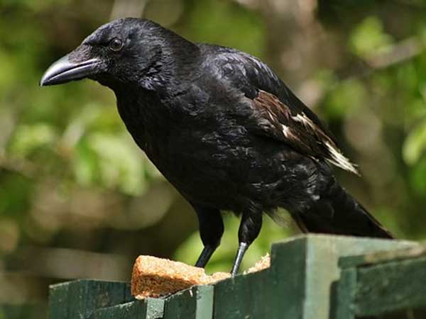 சகுனம் #2