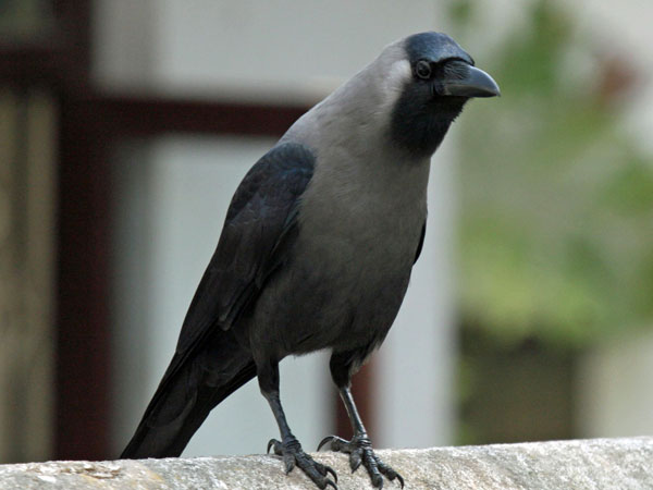சகுனம் #3