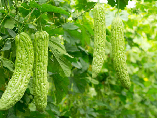 பாகற்காய் இலை