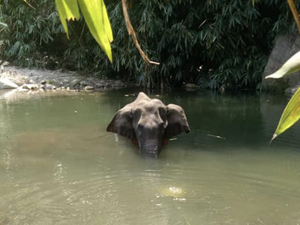யானை நீரில் இருப்பது