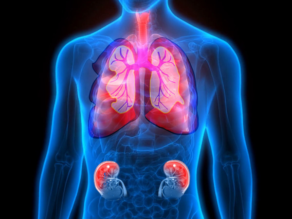 சிறுநீரகத்தில் இருக்கும் நச்சு மற்றும் கழிவுகளை வெளியேற்ற இந்த உணவுகளில் ஒன்றை சாப்பிட்டால் போதும்...!