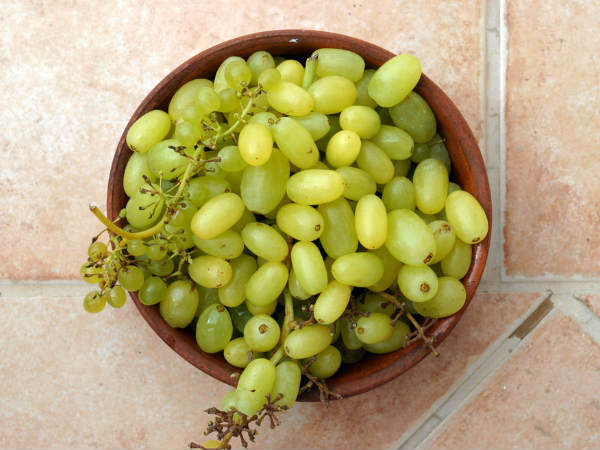 திராட்சை பழம்