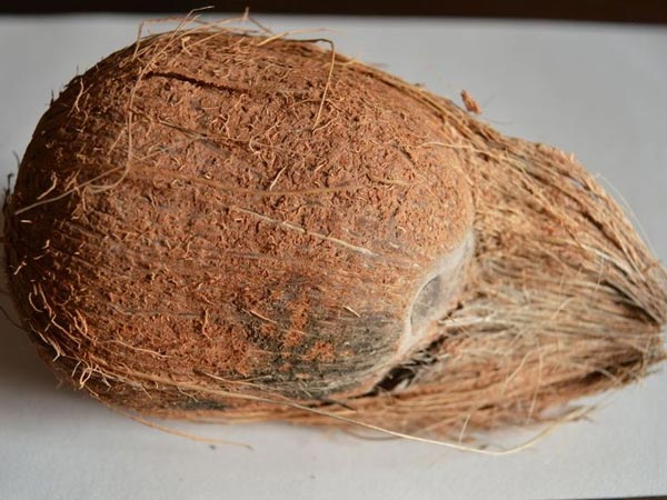 சிறிய தேங்காய்