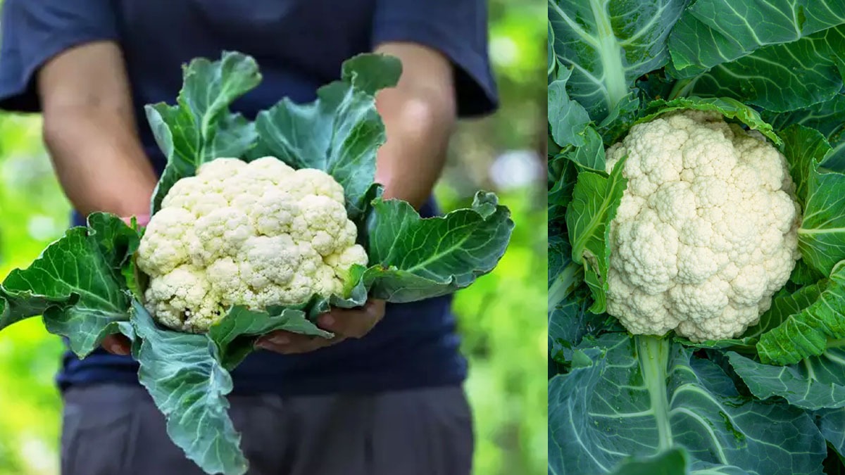 இந்த விஷயங்கள மட்டும் நீங்க தெரிஞ்சிகிட்டா... இனி காலிஃபிளவர் இலைகள