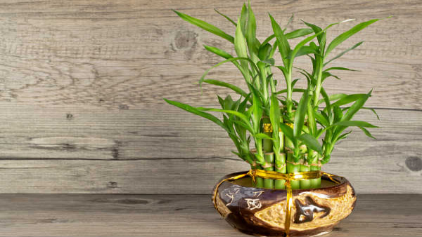 Vastu Tips: How To Keep Bamboo Plant At Home To Attract Luck And Money In Tamil